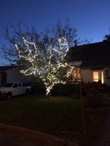Installation lumières festives dans un fruitier